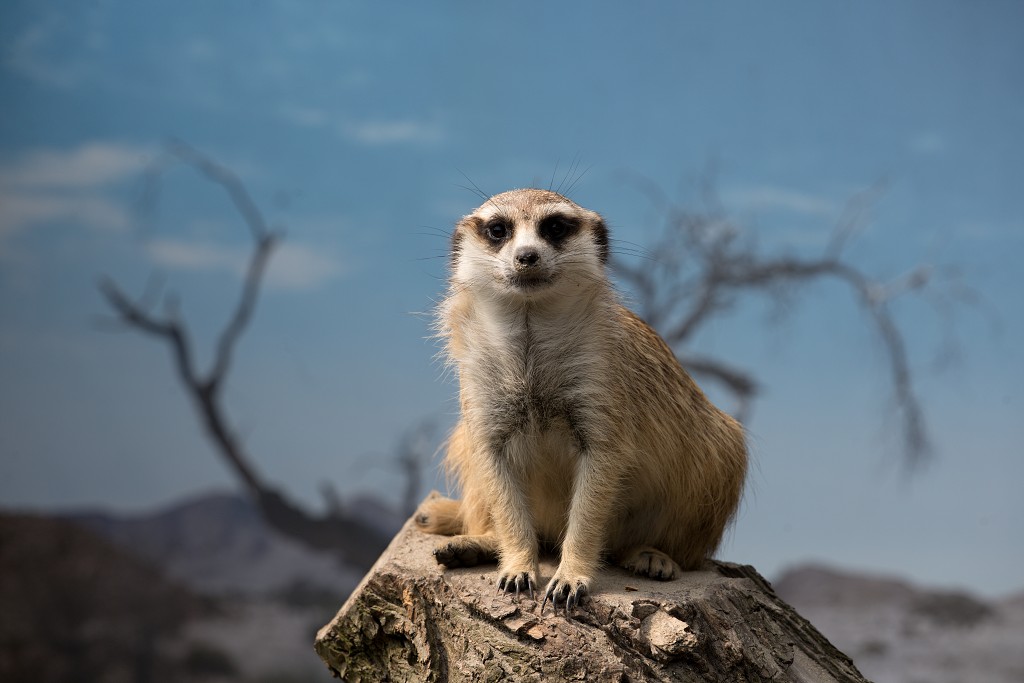 zoogdieren hdr natuur huisdieren zoogdier huisdier mammalia natuurmonumenten staatsbosbeheer zoo dierentuin